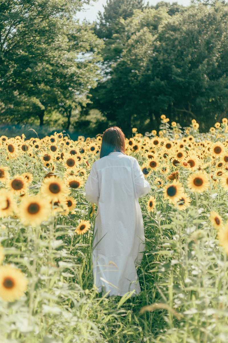 Line666Melody's tweet photo. 夏のポートレート。

 #ポートレート #portrait #ヒマワリ #向日葵 #葛西臨海公園 #被写体募集 #出張撮影 #キリトリセカイ #ファインダー越しの私の世界 https://t.co/R8onRWIuTM