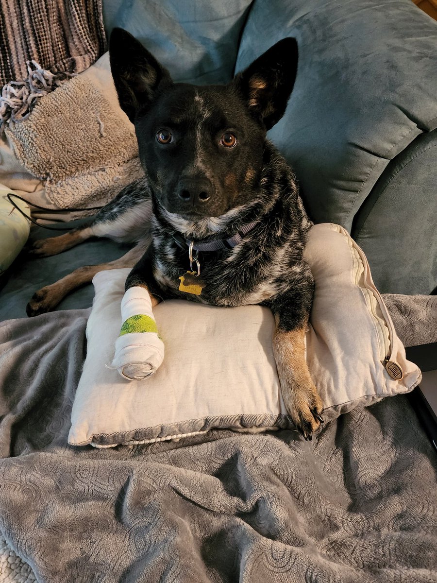 KevinHauschel's tweet photo. How can you not think it is your fault he split his nail, when he looks at you like this. Tuck now has a club foot for a week!! Blue Heeler with no running or playing for a week = one crazy dog!! #dogsofturf #splitnail #blueheeler #batdog https://t.co/htyvZL6Bmq