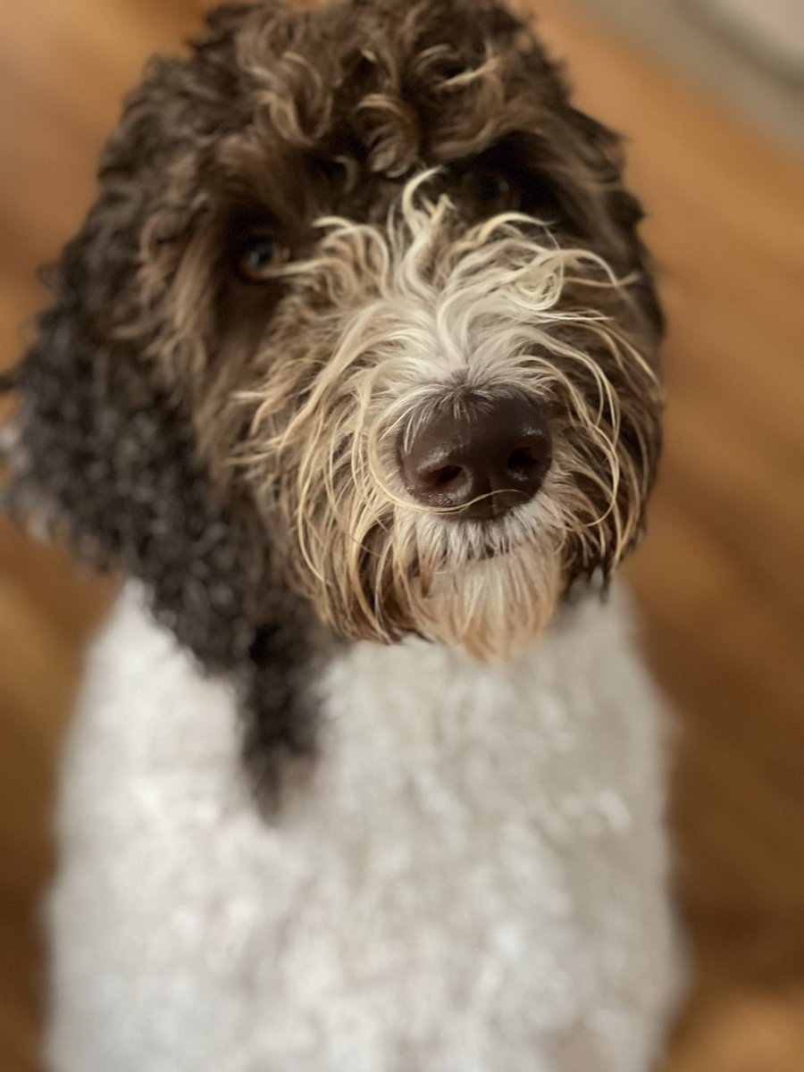 MW1nger's tweet photo. Hazel is the #NWDogDugoutSweepstakes https://t.co/WyOkv38r0s