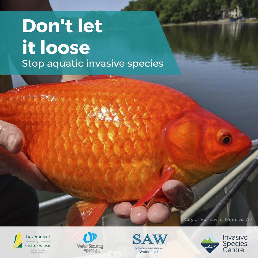 SAWatersheds's tweet photo. βοΈ Protect Saskatchewan's waters by choosing NOT to release your aquarium/garden pond friends into rivers, lakes, ponds, or storm sewers.
π‘ Learn what to do instead https://t.co/GiWuuWv3se
#DoNotLetItLoose #Watershed #InvasiveSpecies https://t.co/V5xz3yghzg