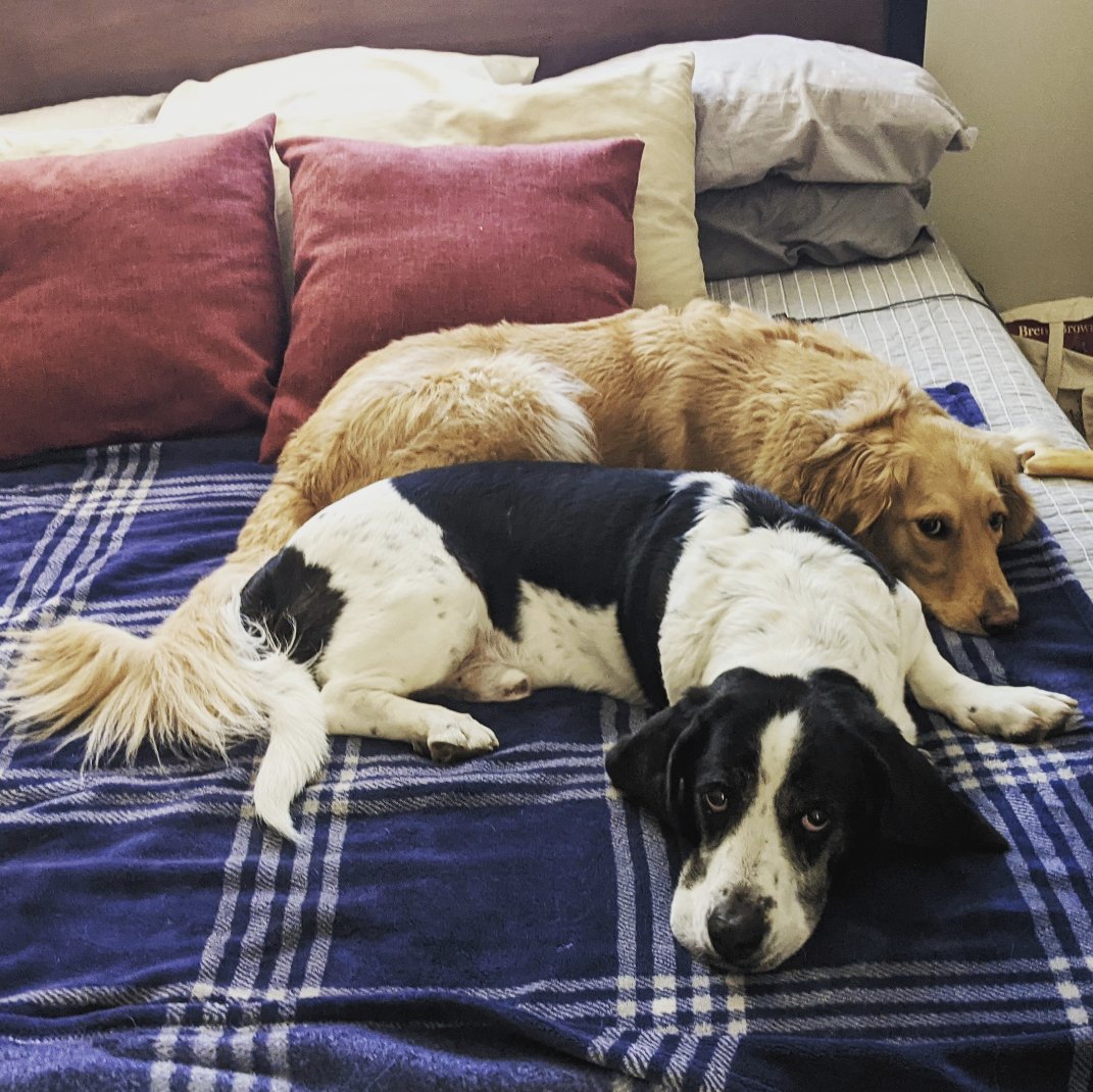 Rica_Bee's tweet photo. @eff_yeah_steph Bob and Daisy, suffering from late stage Stockholm syndrome https://t.co/8fZCrW61ju