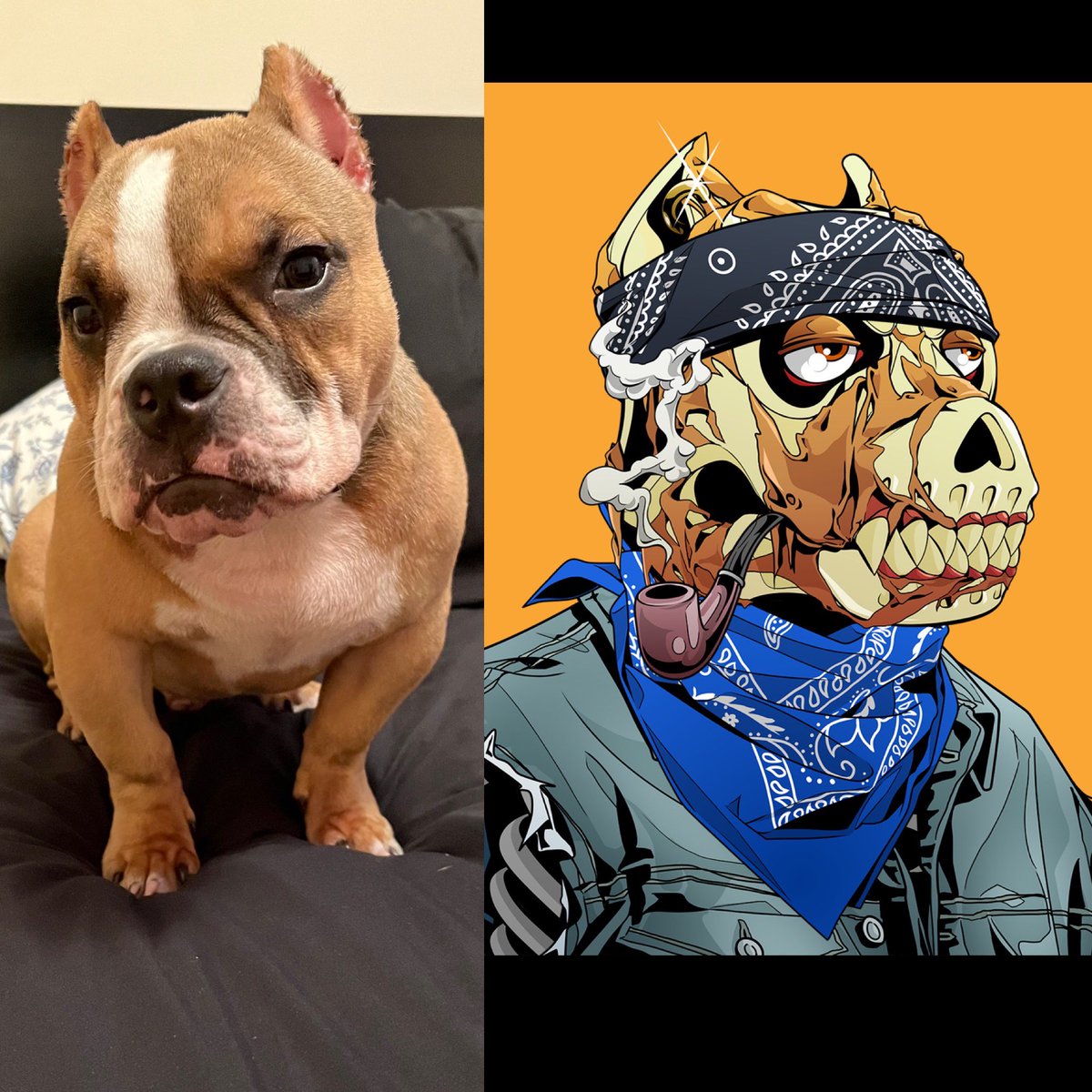 GrillzAPC's tweet photo. Real life vs Web 3 @AngryPitbullCLB #DiamondPits #AngryPitbullClub https://t.co/sF2uoQHB9W
