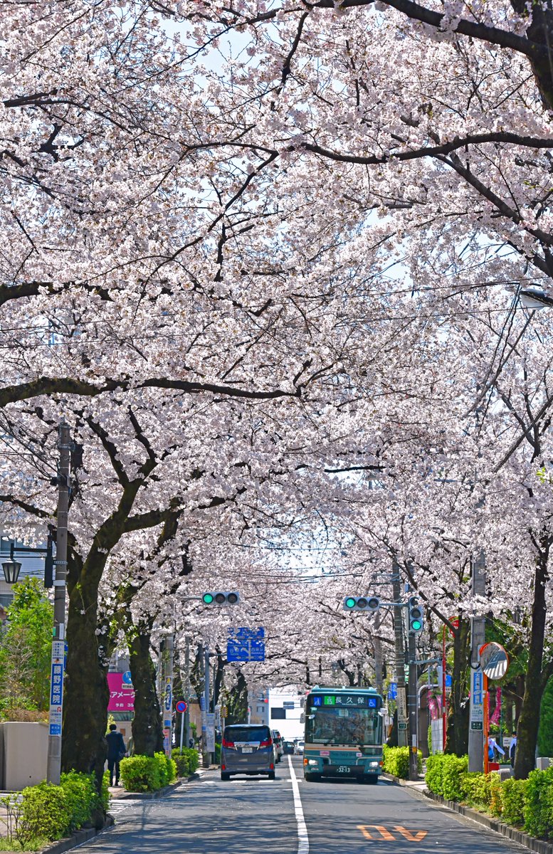 マツコ デラックスさんも絶賛の桜並木 先日放映の マツコの知らない世界 で 練馬区を主な舞台としたアニメ 四月は君の嘘 が紹介され 大泉学園通りの桜並木を マツコ デラックスさんが絶賛していました これまで広聴広報課が撮影した写真を紹介します