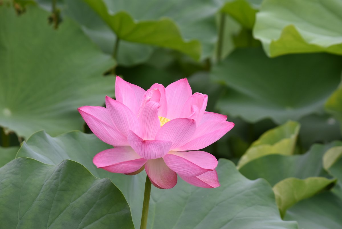 神秘的な美しさで人々を魅了するハスの花 小石川後楽園のハスはそばまで寄れませんが 顔を近づけてみると微かに爽やかな香りがするそうです 蕾から満開の大輪 そして花托まで様々な形が楽しめて 見飽きることがありません 小石川後楽園 ツイッターで楽しむ庭園