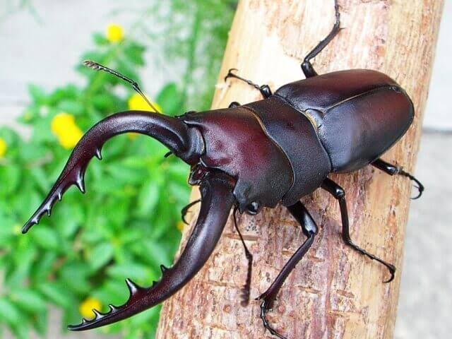 こちらの月夜野きのこ園さんのノコギリクワガタのお写真を参考にリペイントさせていただきました!
https://t.co/MwTkHtJY5K 