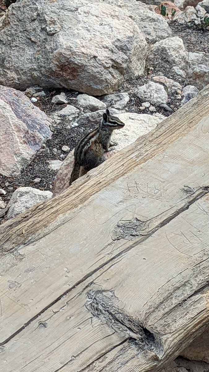 Lillardinda's tweet photo. Hiking the #BumpassHell trail with my sons,
Me: Oh look, a cute lil chipmunk!
18: Yeah sure, unless it's rabid.
15: That's not a rabbit!
Me: ๐
#hikingadventures #LassenVolcanicNationalPark https://t.co/LTezIXA1ob
