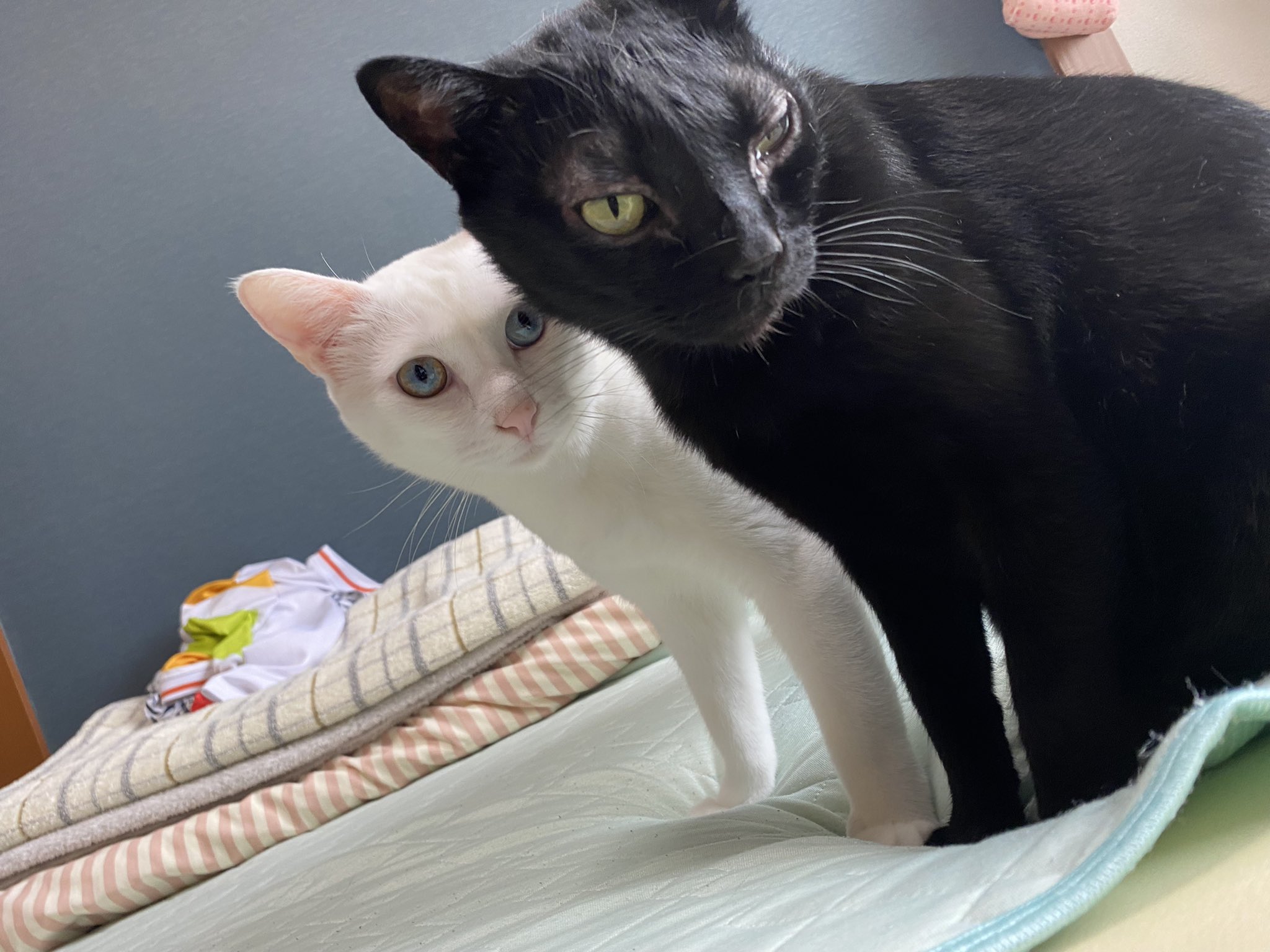黒猫なおと白猫そるの日常 Naonaaaan Twitter