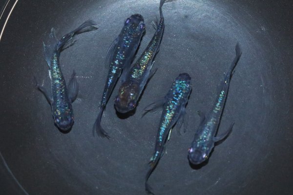 めだかの館 公式 大好評 100年メダカ22発売中 ブラックメダカのご紹介 めだか の館アンケートでの人気no１を獲得した事もある黒いメダカです 現在めだかの館hpでは2点のブラックのメダカセットを販売しております 黒ラメ幹之ヒレ長 ピュア