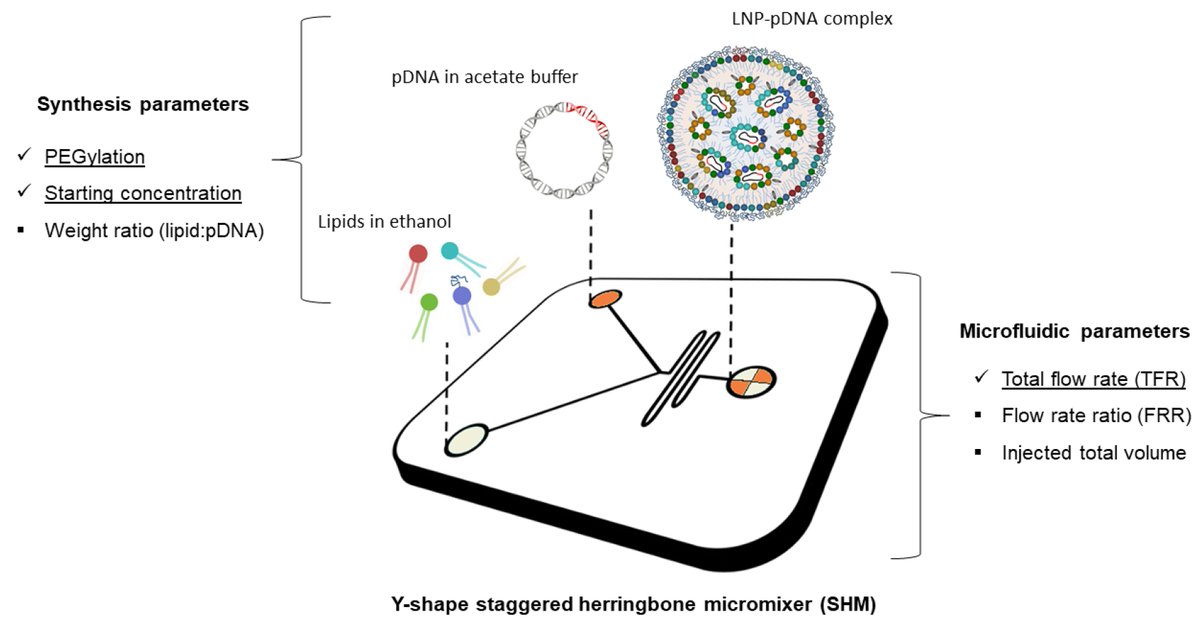 MDPIpharma's tweet photo. #HighlyCitedPaper
Do not miss the latest article on "#Microfluidic #Formulation of DNA-Loaded Multicomponent #Lipid #Nanoparticles for #Gene #Delivery"

You can find it at: https://t.co/aSbrIubVMt https://t.co/5jjo3Xa9GE