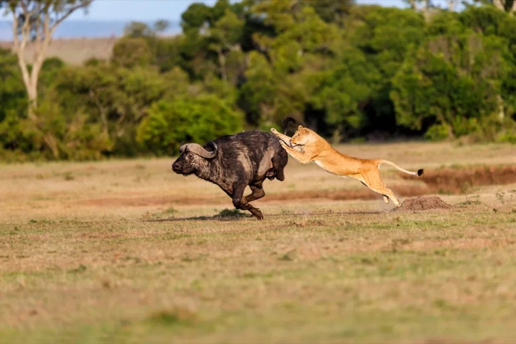 liquidlenspod's tweet photo. โFemale lions (lioness) do 90 percent of the huntingโ
Lionesses, not male lions, do the majority of hunting for their pride," according to CBS News. "Lionesses hunt around 90 percent of the time, while the males protect their pride."
#learnsomethingnewdaily #lions #Liquid3_6๐ธ https://t.co/jRKalYicoh