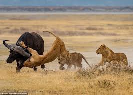 liquidlenspod's tweet photo. โFemale lions (lioness) do 90 percent of the huntingโ
Lionesses, not male lions, do the majority of hunting for their pride," according to CBS News. "Lionesses hunt around 90 percent of the time, while the males protect their pride."
#learnsomethingnewdaily #lions #Liquid3_6๐ธ https://t.co/jRKalYicoh