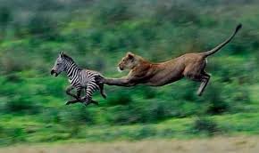 liquidlenspod's tweet photo. โFemale lions (lioness) do 90 percent of the huntingโ
Lionesses, not male lions, do the majority of hunting for their pride," according to CBS News. "Lionesses hunt around 90 percent of the time, while the males protect their pride."
#learnsomethingnewdaily #lions #Liquid3_6๐ธ https://t.co/jRKalYicoh