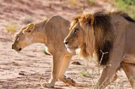 liquidlenspod's tweet photo. โFemale lions (lioness) do 90 percent of the huntingโ
Lionesses, not male lions, do the majority of hunting for their pride," according to CBS News. "Lionesses hunt around 90 percent of the time, while the males protect their pride."
#learnsomethingnewdaily #lions #Liquid3_6๐ธ https://t.co/jRKalYicoh