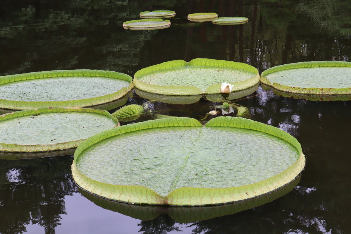 神代植物公園の池のオオオニバスの葉に乗るイベント開催 ただし体重等の条件あり Togetter