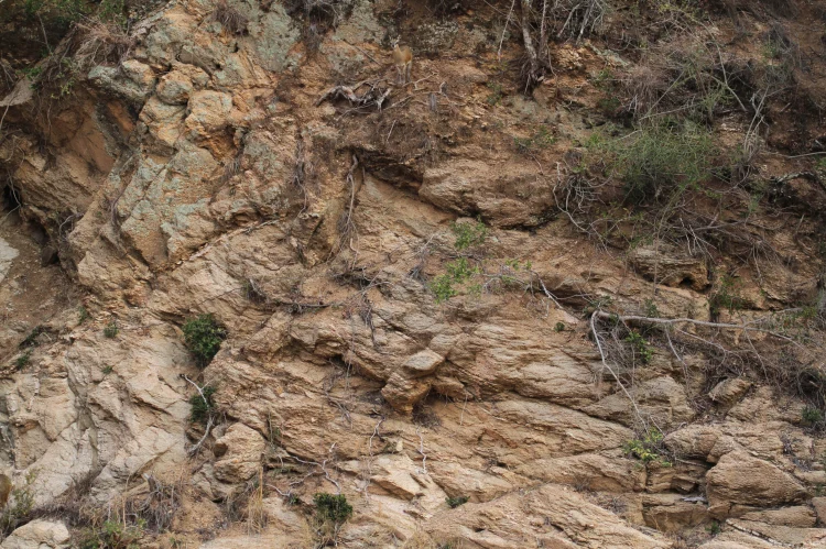 AltinBana's tweet photo. You’ve got eagle eyes if you can spot the deer hiding. https://t.co/oj9i76SCWB