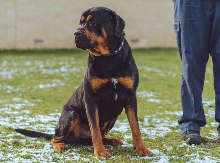 AdoptionsUk's tweet image. Please retweet to help Frank find a home #CHESTERFIELD #UK 
Affectionate, gentle giant, #Rottweiler aged 6. He's playful and enjoys walks, needs an adult home as the only pet.

DETAILS or APPLY👇
rspca.org.uk/findapet/detai……

#dogs #dogsoftwitter  #animals #AdoptDontShop #Rottie