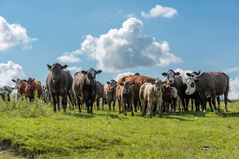 AHDB Beef & Lamb tweet media