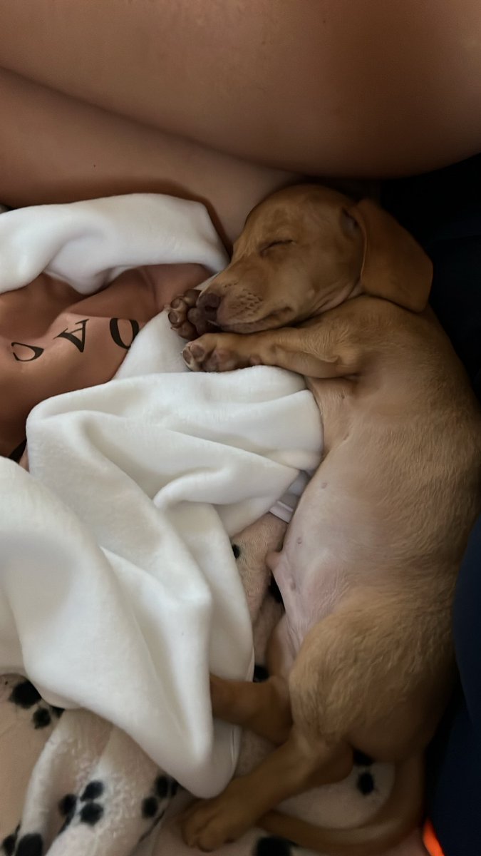 ashleegray_'s tweet photo. @Jaclynhill A picture of my wiener https://t.co/25IKThmwGf
