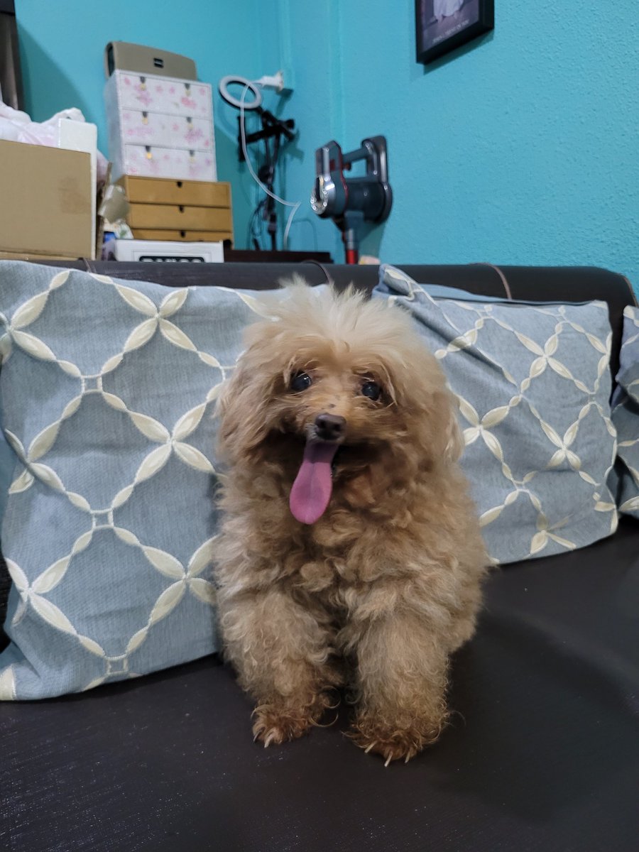 ThingsOnFluffy's tweet photo. It meee 🐶🐾 https://t.co/ZmSONelZLU