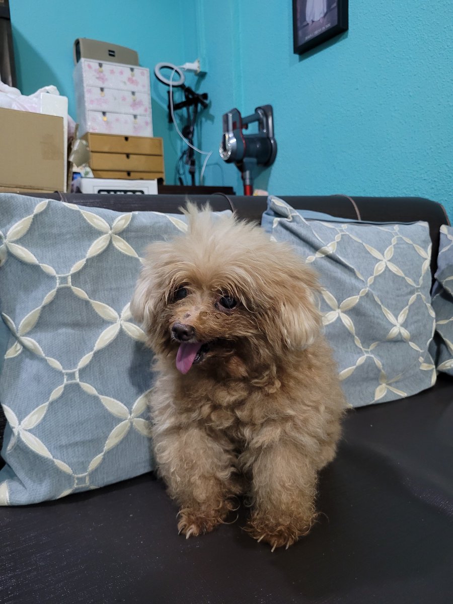ThingsOnFluffy's tweet photo. It meee 🐶🐾 https://t.co/ZmSONelZLU