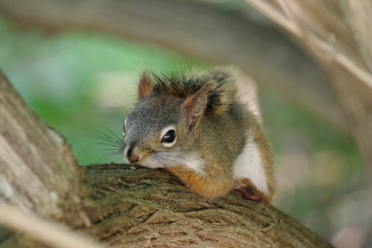silkdarvish's tweet photo. トウブシマリス eastern chipmunk
アメリカアカリス American Red Sqirrel
ウッドチャック woodchuck
デトロイト ギャロップパーク 7月下旬
#リス #chipmunk #sqirrel
#ウッドチャック #woodchuck
#ギャロップパーク #galluppark
#アナーバー #AnnArbor
#デトロイト #Detroit #ミシガン #Michigan https://t.co/2DhGXdTgk6