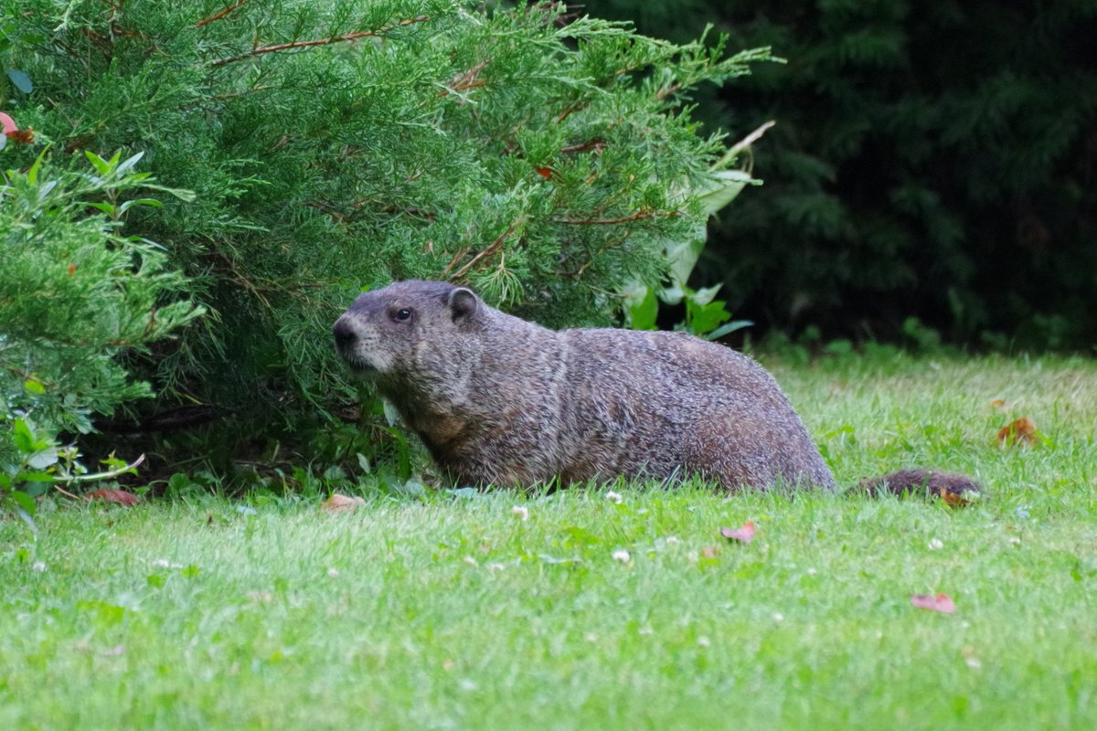 silkdarvish's tweet photo. トウブシマリス eastern chipmunk
アメリカアカリス American Red Sqirrel
ウッドチャック woodchuck
デトロイト ギャロップパーク 7月下旬
#リス #chipmunk #sqirrel
#ウッドチャック #woodchuck
#ギャロップパーク #galluppark
#アナーバー #AnnArbor
#デトロイト #Detroit #ミシガン #Michigan https://t.co/2DhGXdTgk6