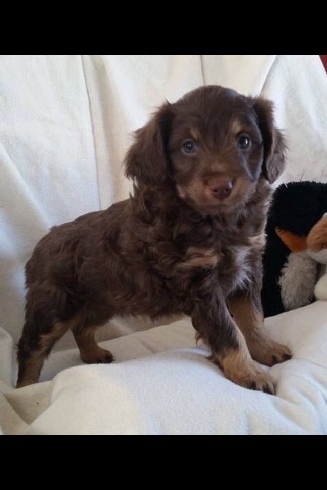 greeneyed_max's tweet photo. @Kevin__Parent You know… you have timeshare on a puppy… 🤨 https://t.co/BwSTPgoXzN