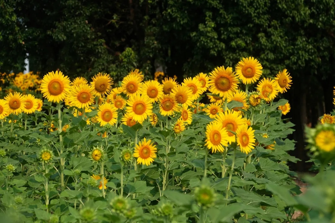 emartus_inc's tweet photo. Sunflowers🌻🌻
#Sunflowers #NaturePhotography #Garden #ThursdayThoughts #EMARTUS #photography https://t.co/eQIeHGrsUP