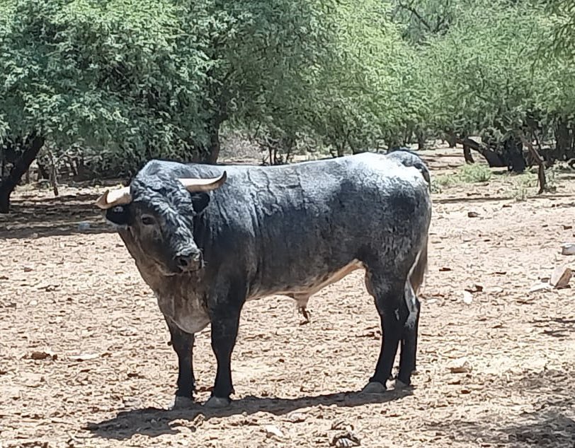 Tepeyahualco listo para la plaza!
#ganaderiatepeyahualco