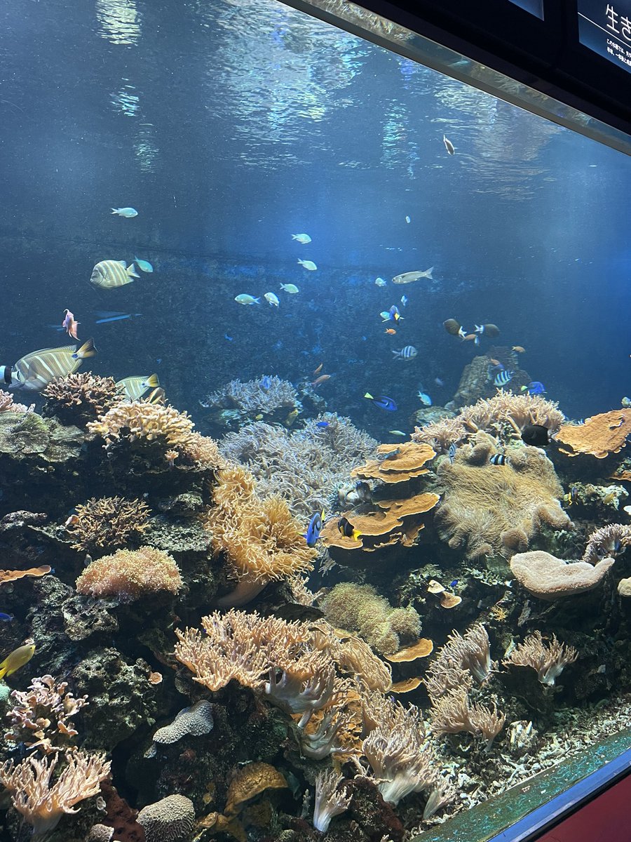 夏休がポコっと取れたので、
避暑も兼ねて水族館巡り。

館内は空調が効いてて、至極快適。

色とりどりの魚がゆったりと泳いでいる様は見るだけで涼しげです。

皆さんにも、涼しさをお届けします。

うーん、
入って一緒に泳ぎたい（笑）
目の保養になりました。