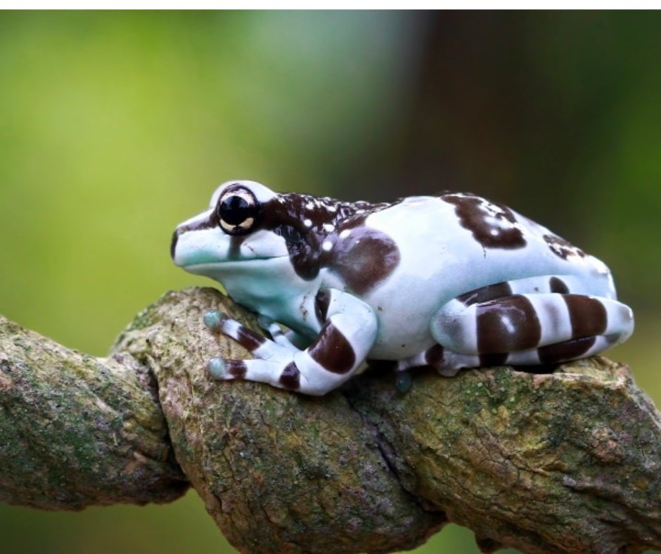 Friday Froggy Factoid!

This is the Amazon milk frog. This species of arboreal frog is indigenous to the Amazon Rainforest in South America. When threatened, the frog releases a sticky milk substance that acts as a weak poison that makes a predator sick.
