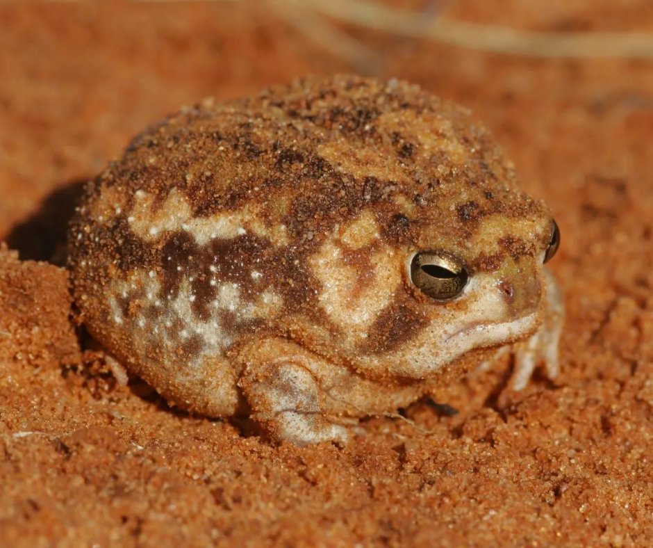 Friday Froggy Factoid! 

This is the desert rain frog! They are also known as the web-footed rain frog. This species of frog is found in South Africa, more specifically, Namibia! This frog's conservation status is currently vulnerable. This is such a cute frog!