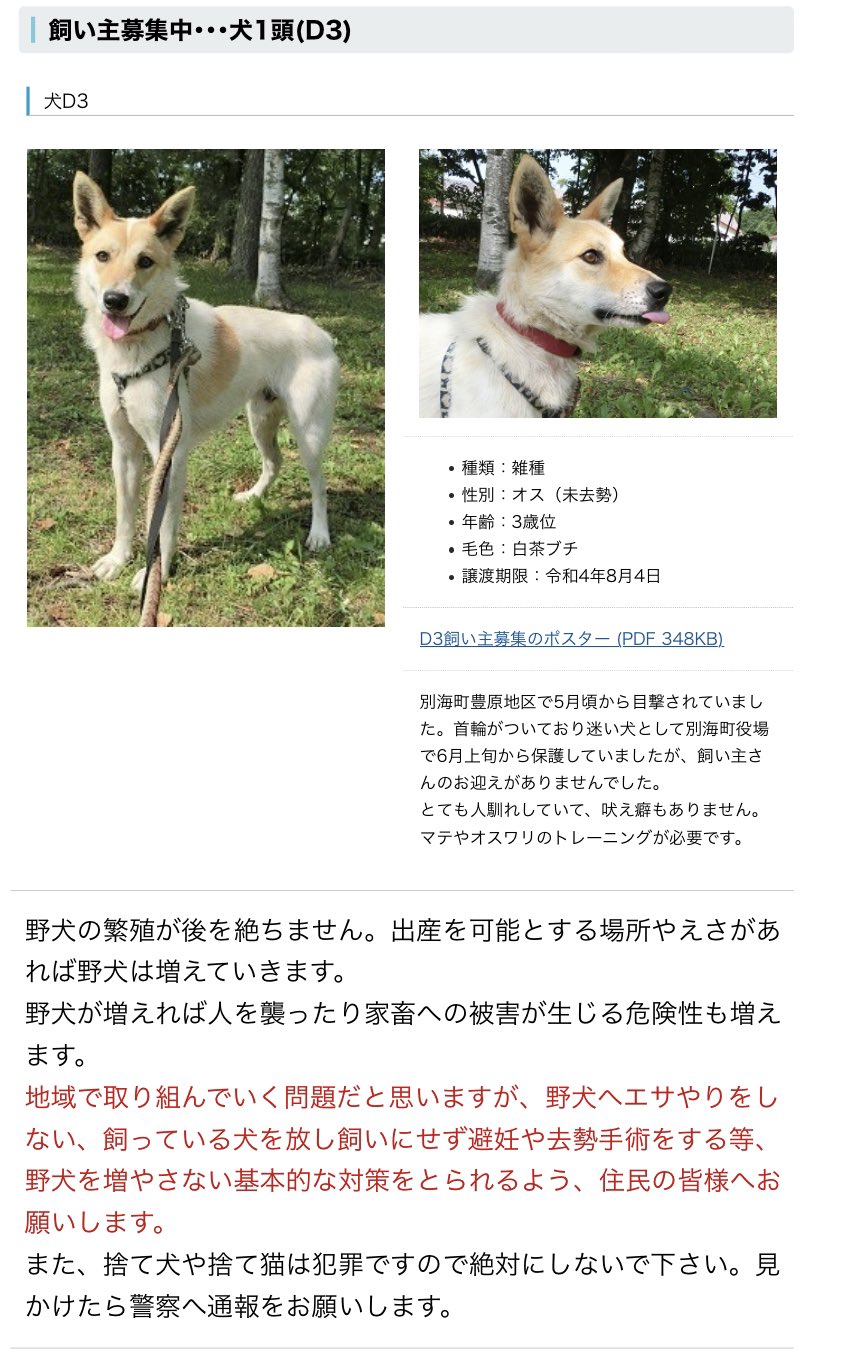 北海道 保健所 里親募集 中標津保健所さん 保護時 首輪がついていて別海町役場さんで6月上旬から飼い主さんのお迎えを待っていたようですが現れなかった模様 攻撃性も吠え癖もないとのこと 里親募集 拡散希望 北海道 保健所 中標津 犬の里親