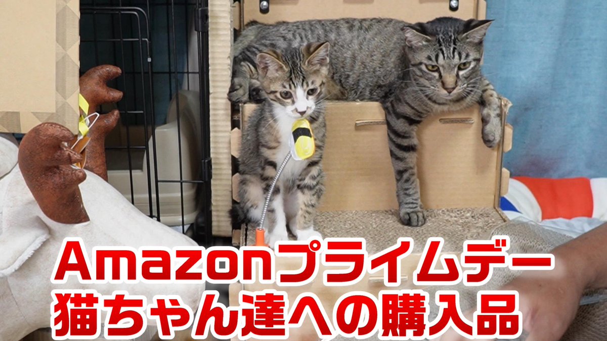 にゃんちゃん様専用 deaflink.com