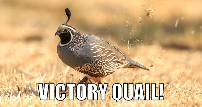 VictoryQuail's tweet photo. #VictoryQuail makes its way playing through the dead grass and desert of New Mexico for a #RepublicFC 3 points. #NMvSAC #USLChampionship https://t.co/vj5RECh17H