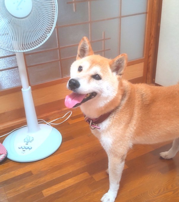 柴犬大好きのtwitterイラスト検索結果