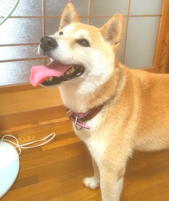 柴犬大好きのtwitterイラスト検索結果