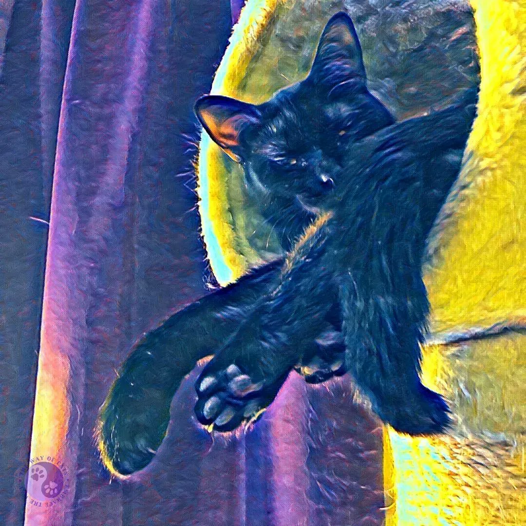 WayofCatsbook's tweet photo. Develop Our Cat's Personality all their life. - Cat Care at the Way of Cats Cats https://t.co/ABzOF1shMJ
Develop our cat's personality all through their life. It doesn't matter when we start together.
#CatLovers #CatCare #CatsOfTwitter #CatTypes https://t.co/vAjYBEaT40