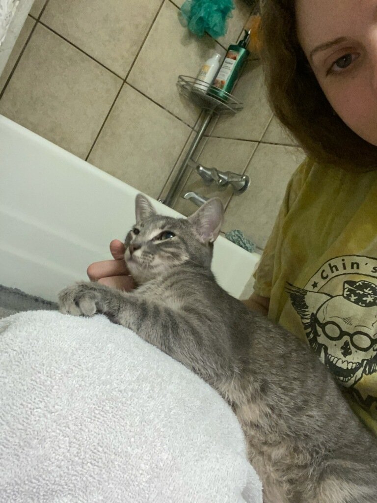 tucklued's tweet photo. Sooooo I may have been approached by a very sweet very hungry kitten at work today, so long story short she needs a home. Please let me know if you'd be interested. She's insanely social, and really cuddly. https://t.co/jMpSc0uRri