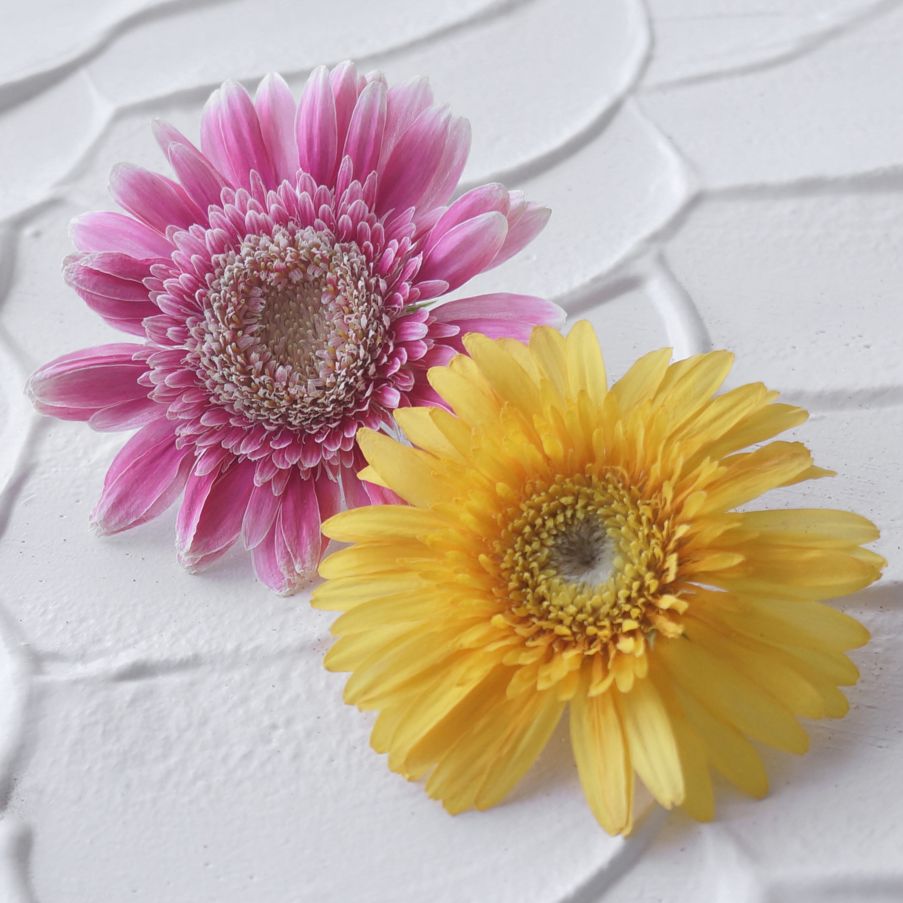 アメージング レジン ドライフラワー作家 熊崎 堅一 V Twitter ガーベラのアメージングドライフラワーです ガーベラのドライフラワーをきれいに作るのは難しいですね だからきれいに仕上がった時はうれしいです アメージングドライフラワーの作り方 T Co