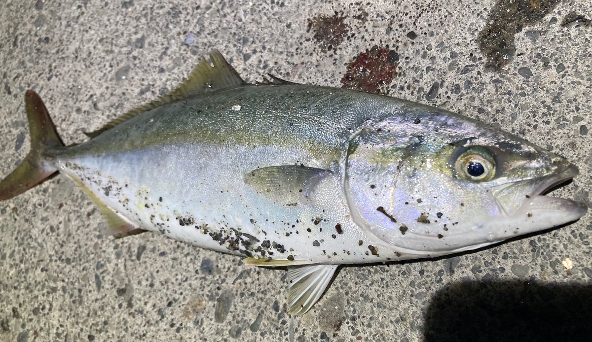 naok3588's tweet photo. 🎣~🐟 https://t.co/bliSlRjvYP