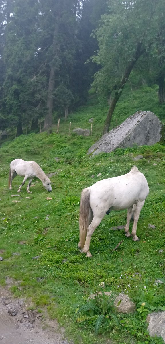 Rajinde15863622's tweet photo. बिसलरी भी फेल है इस पानी के आगे ❤️❤️
#प्रकृति #HimachalPradesh #khadrala #rohru https://t.co/0VipqRGOCk