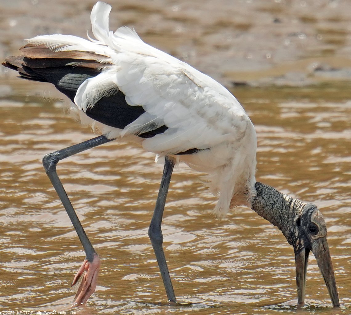 maxhocom's tweet photo. Минут 20 не мог проглотить добычу, так и улетел.
https://t.co/tLJDzyNMcO
#birds #birding #woodstorks #Mexico #PuertoVallarta #птицы #клювачи #Мексика #ПуэртоВальярта #SonyA1 #Tamron https://t.co/UxzQT7xfs0