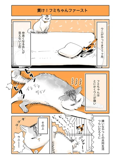 『先住猫と新入り猫そして千葉雄大くん』(1/2)

#うちの猫は仲が悪い 