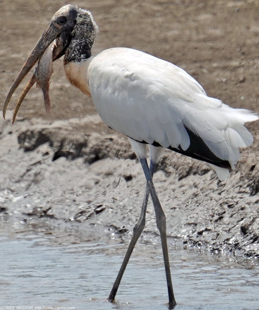 maxhocom's tweet photo. Минут 20 не мог проглотить добычу, так и улетел.
https://t.co/tLJDzyNMcO
#birds #birding #woodstorks #Mexico #PuertoVallarta #птицы #клювачи #Мексика #ПуэртоВальярта #SonyA1 #Tamron https://t.co/UxzQT7xfs0