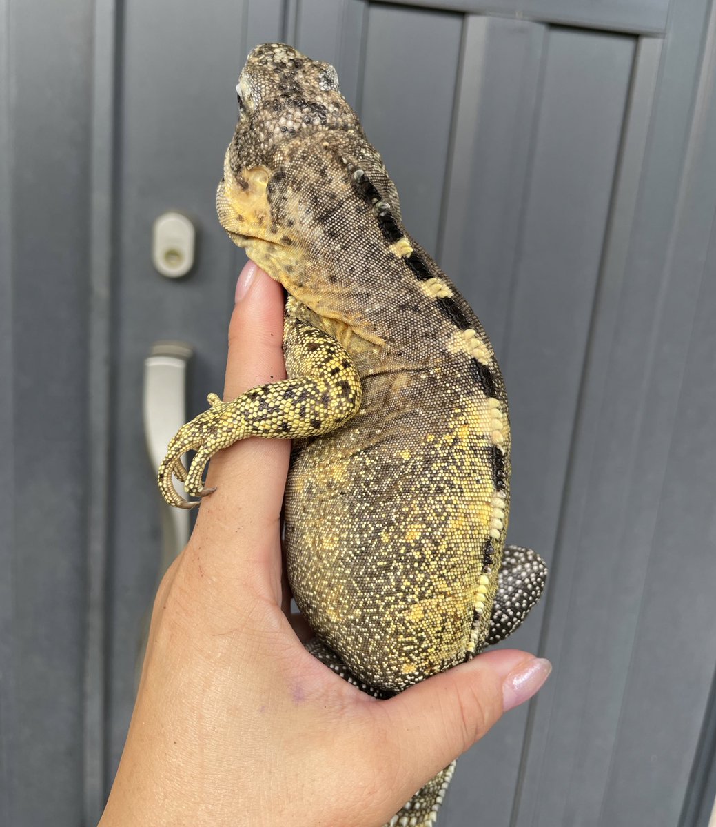 taro_mdrkw's tweet photo. JRSがそろそろやないかーい。

夏レプ🍧参加するひといますか❓🙋‍♀️

#爬虫類イベント #reptile #rizard #爬虫類沼 #爬虫類好きさんと繋がりたい #静岡JRS #ジャパンレプタイルズショー #ツインメッセ静岡 #静岡 https://t.co/waYLIsKAHy