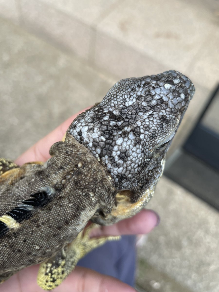 taro_mdrkw's tweet photo. JRSがそろそろやないかーい。

夏レプ🍧参加するひといますか❓🙋‍♀️

#爬虫類イベント #reptile #rizard #爬虫類沼 #爬虫類好きさんと繋がりたい #静岡JRS #ジャパンレプタイルズショー #ツインメッセ静岡 #静岡 https://t.co/waYLIsKAHy