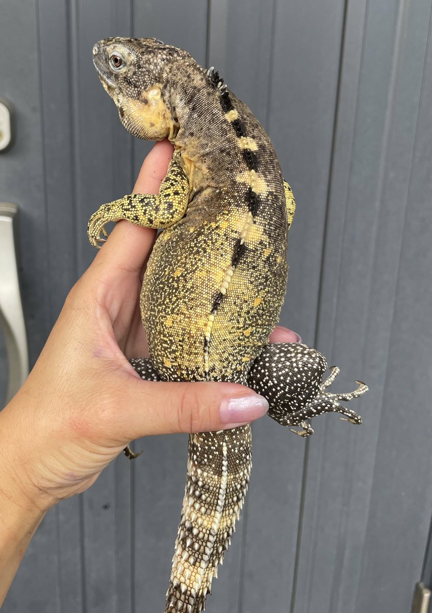 taro_mdrkw's tweet photo. JRSがそろそろやないかーい。

夏レプ🍧参加するひといますか❓🙋‍♀️

#爬虫類イベント #reptile #rizard #爬虫類沼 #爬虫類好きさんと繋がりたい #静岡JRS #ジャパンレプタイルズショー #ツインメッセ静岡 #静岡 https://t.co/waYLIsKAHy