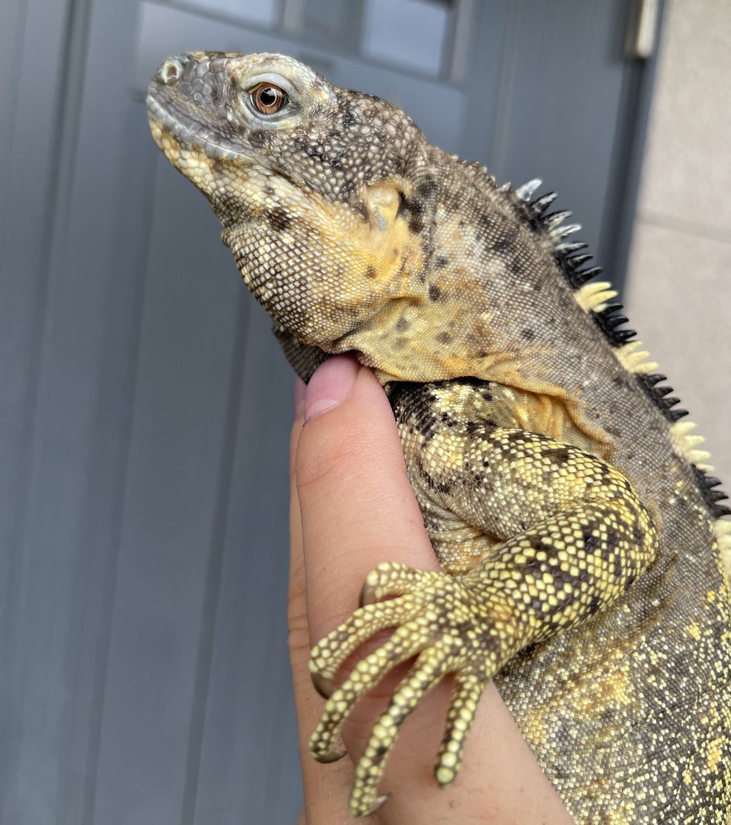 taro_mdrkw's tweet photo. JRSがそろそろやないかーい。

夏レプ🍧参加するひといますか❓🙋‍♀️

#爬虫類イベント #reptile #rizard #爬虫類沼 #爬虫類好きさんと繋がりたい #静岡JRS #ジャパンレプタイルズショー #ツインメッセ静岡 #静岡 https://t.co/waYLIsKAHy