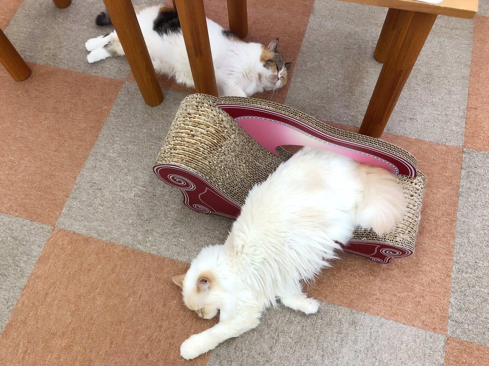 Cat Cafe にゃんこと だらけるにゃんず にゃんこと 猫カフェ 猫 T Co Uqfdtsnlf5 Twitter